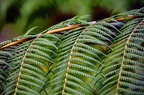 06 - Botanischer Garten HH-Uni Duesseldorf
