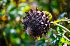 27 - Botanischer Garten HH-Uni Duesseldorf