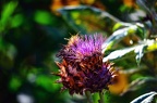 29 - Botanischer Garten HH-Uni Duesseldorf