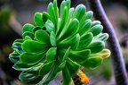 31 - Botanischer Garten HH-Uni Duesseldorf