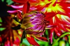 26-grugapark xx (3321 Besuche) 26-grugapark xx