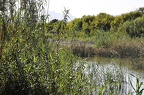 42 - wildlife park salbufera near playa de alcudia