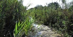 52 - wildlife park salbufera near playa de alcudia (2752 Besuche) 52 - wildlife park salbufera near playa de alcudia