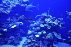 024 - palma aquarium