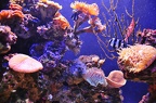 023 - palma aquarium (1529 посета) 023 - palma aquarium