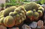 008 - botanicactus near ses salines