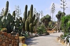 026 - botanicactus near ses salines