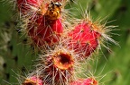 037 - botanicactus near ses salines (2404 visites) 037 - botanicactus near ses salines