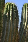 051 - botanicactus near ses salines