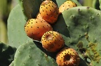 052 - botanicactus near ses salines (방문 2218회 ) 052 - botanicactus near ses salines