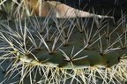 054 - botanicactus near ses salines (1884 Besuche) 054 - botanicactus near ses salines