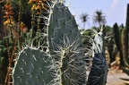 055 - botanicactus near ses salines