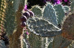 060 - botanicactus near ses salines