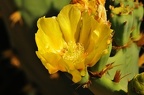 071 - botanicactus near ses salines
