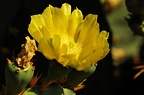074 - botanicactus near ses salines