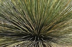 077 - botanicactus near ses salines (2034 Besuche) 077 - botanicactus near ses salines