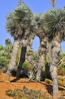 100 - botanicactus near ses salines