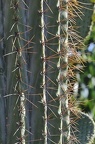 102 - botanicactus near ses salines