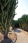 108 - botanicactus near ses salines