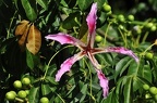 109 - botanicactus near ses salines