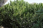114 - botanicactus near ses salines