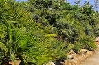 118 - botanicactus near ses salines