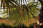 136 - botanicactus near ses salines