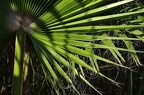 146 - botanicactus near ses salines