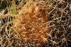 153 - botanicactus near ses salines