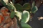 171 - botanicactus near ses salines (1766 Besuche) 171 - botanicactus near ses salines