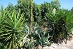 176 - botanicactus near ses salines