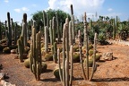 181 - botanicactus near ses salines