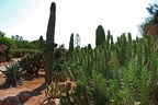 183 - botanicactus near ses salines