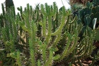 182 - botanicactus near ses salines
