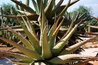 188 - botanicactus near ses salines (1783 Besuche) 188 - botanicactus near ses salines