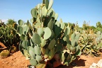 192 - botanicactus near ses salines