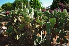 196 - botanicactus near ses salines