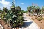 200 - botanicactus near ses salines (1891 Besuche) 200 - botanicactus near ses salines