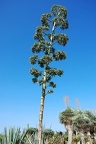 202 - botanicactus near ses salines