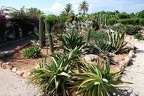 201 - botanicactus near ses salines