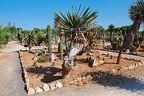 208 - botanicactus near ses salines