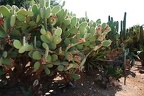 216 - botanicactus near ses salines