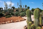 217 - botanicactus near ses salines (1870 Besuche) 217 - botanicactus near ses salines