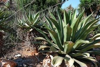 220 - botanicactus near ses salines