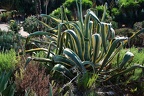 232 - botanicactus near ses salines