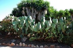 237 - botanicactus near ses salines (1805 Besuche) 237 - botanicactus near ses salines