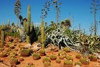 244 - botanicactus near ses salines (1759 Besuche) 244 - botanicactus near ses salines