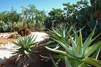 247 - botanicactus near ses salines