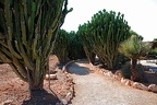 251 - botanicactus near ses salines (1730 Besuche) 251 - botanicactus near ses salines