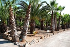 269 - botanicactus near ses salines (1739 Besuche) 269 - botanicactus near ses salines